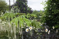 The Black and White beds with Dahlia 'Twinings After Eight', Tetrapanax papyrifer 'Rex', Erigeron anuus, and Clematis 'Romantika climbing a steel tower.