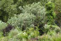 Mixed borders against backdrop of trees including silver foliage of Salix hookeriana