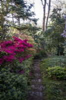 Steps lead down through woodland garden with Azaleas growing alongside