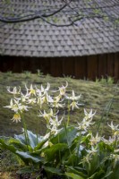 View across Erythroniums planted in woodland spring garden