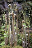 Fern 'fiddleheads' emerging in spring amongst Tellima grandiflora