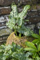 Arum italicum subsp. italicum 'Marmoratum' growing in a disused terracotta forcing pot in garden border