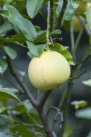 Citrus maxima 'Egami Buntan' -single fruit on tree