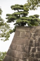 Pinus thunbergii or Japanese Pine growing on top of the Tenshu-dai -the base of the main tower, with stone walls. 