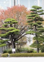 Group of two Pinus thunbergii which have been shaped and pruned in Japanese style called Niwaki with walls of the Toka-gakudo concert hall  behind. 