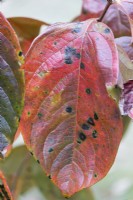 Leaf of Diospyros kaki 'Yotsumizo' tree in Autumn colours.  Common name Persimmon. November.