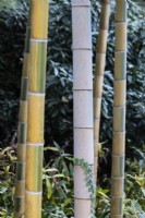 Phyllostachys edulis 'Tao Kiang' - group of stems showing variation in colour. 