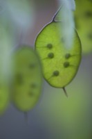 Lunaria annua 'Chedglow' seedheads - Honesty - June