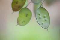 Lunaria annua 'Chedglow' seedheads - Honesty - June