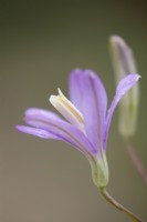 Brodiaea californica - June