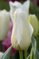 Tulipa 'Tulip Francoise'