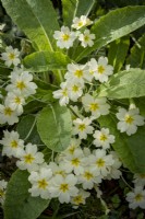 Primula vulgaris, Primrose