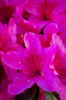 Pink Kurume Azalea blossom