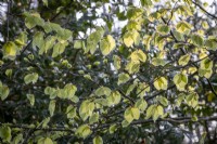 Beech, Fagus sylvatica, leaves in spring