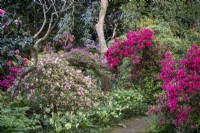 Rhododendrons and Azaleas underplanted with Hellebores in spring woodland garden