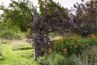 Timber screen with Vitis vinifera 'Purpurea' at Parham House Garden in September