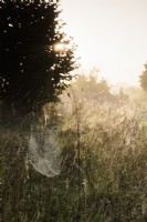 Dew covered spiders' webs in the orchard in the walled garden at Parham House in September