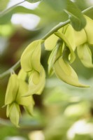 Crotalaria laburnifolia