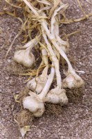 Allium Garlic Vallelado
