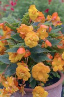 Begonia Illumination Apricot Shades - a single plug  planted in a terracotta clay pot