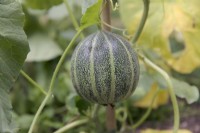 Melon - Cucumis melo Petit Gris de Rennes