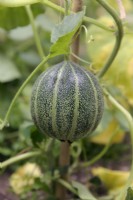 Melon - Cucumis melo Petit Gris de Rennes
