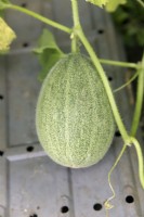 Cucumis melo - Melon Cantaloupe Retato Degli Ortolani resting on seed tray to keep clear of the soil