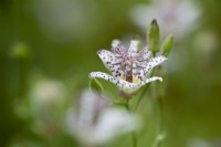 Tricyrtis hirta - Japanese toad lily - September