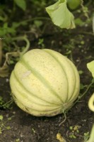 Melon - Cucumis melo Malaga