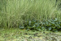 Schoenoplectus lacustris subsp. tabernaemontani 'Albescens', Nymphea alba and Aponogeton distachyos in the main pond.