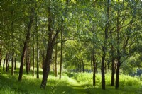 Sunny glade in planted woodland of mostly Betula nigra - black birch - September