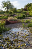 View over the gravel garden with pond full of Nymphaea - water lilies  - water marginal plants including Typha - bulrushes - garden planting of Lysimachia ciliata 'Firecracker', Ornamental grasses and Alliums