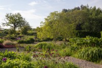 View over the gravel garden with Cirsium rivulare 'Atropurpureum' in the foreground and path leading to pond - water marginal plants including Typha - bulrushes, Gunnera manicata - Brazilian Giant rhubarb - garden planting of Lysimachia ciliata 'Firecracker', Ornamental grasses and Alliums