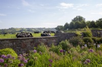 Alliums, Foeniculum vulgare 'Purpureum' - Bronze Fennel and Irises garden wall with cows grazing in pasture