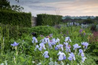 Sunrise view over the gravel garden - mixed planting flower beds with Irises and alliums 