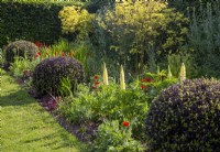 Border planted with Pittosporum tenuifolium 'Tom Thumb' - ball topiary and planting of Lupinus and Papaver commutatum 'Ladybird'