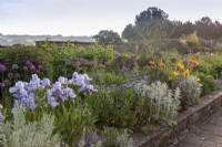 View over the long border with mixed planting of Irises, Alliums, Centaurea montana, poppies and Stachys byzantina - lamb's ears