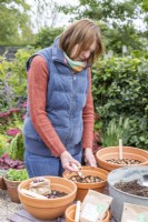 Woman planting Crocus 'Romance' bulbs in terracotta pot