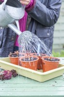 Woman watering rooted Sedum 'Herbstfreude' cuttings