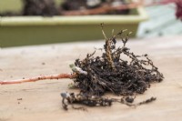 Sedum 'Herbstfreude' cutting on wooden board with roots exposed