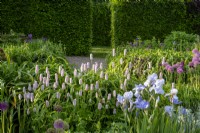 View over gravel garden - mixed planting flower beds with Bistorta officinalis - Irises and Alliums - beech hedge