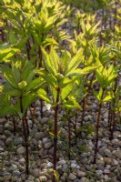 Eupatorium maculatum - Spotted joe-pyeweed