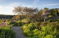 Gravel garden with alliums growing in borders - Wisteria over an arbour - gravel path 