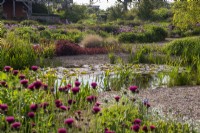 View over the gravel garden and pond, Cirsium rivulare 'Atropurpureum' in the foreground planting in the beds of Lysimachia ciliata 'Firecracker' - ornamental grasses and Alliums - Nymphaea -water lilies and typha - bulrushes in the pond   