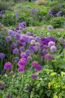 Different varieties of Alliums grouped together growing in  flower borders