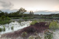 Sunrise view over the gravel garden with pond full of water lilies and bulrushes and water marginal plants including Lysimachia ciliata 'Firecracker' - purple leaved loosetrife and Ligularia