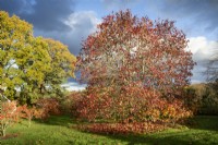 Liquidambar Styraciflua Sweet Gum tree in the Autumn