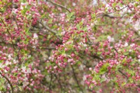 Malus 'Mary Potter' Spring Blossom