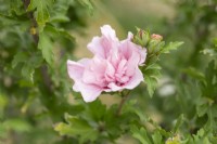 Hibiscus syriacus 'Pink Chiffon' - Rose of Sharon