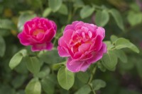 Rosa The Herbalist 'Aussemi' fragrant Rose